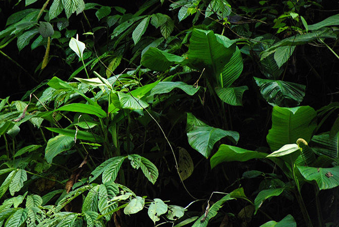 Spathiphyllum commutatum