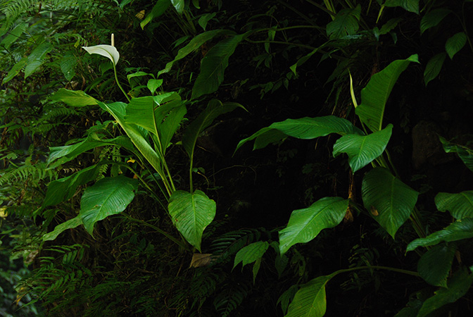 Spathiphyllum commutatum