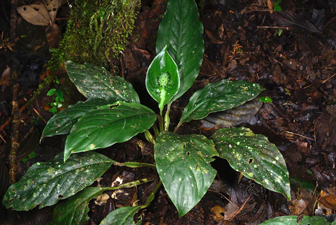 Spathiphyllum dressleri