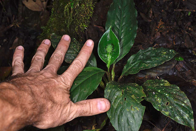 Spathiphyllum dressleri