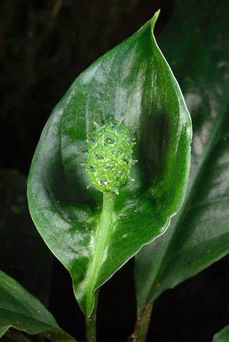 Spathiphyllum dressleri