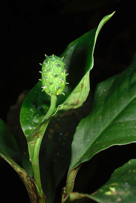 Spathiphyllum dressleri