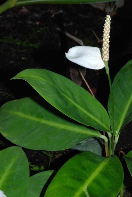 Spathiphyllum floribundum