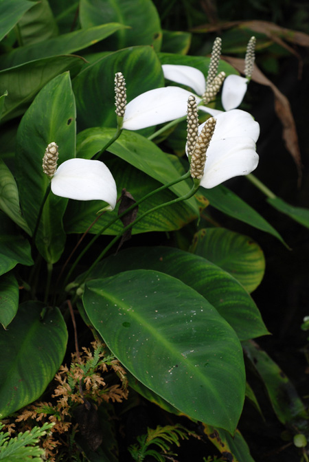 Spathiphyllum floribundum