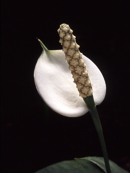 Spathiphyllum floribundum