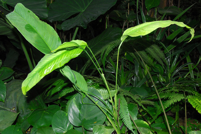 Spathiphyllum friedrichsthalii