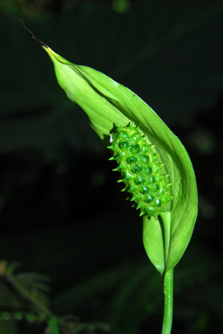 Spathiphyllum friedrichsthalii