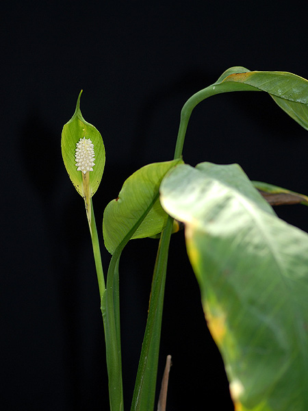 Spathiphyllum grandifolium