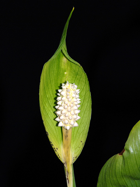 Spathiphyllum grandifolium