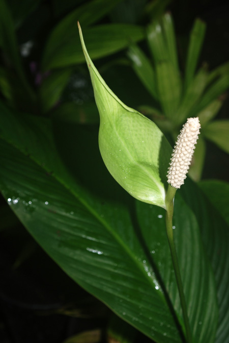 Spathiphyllum humboldtii
