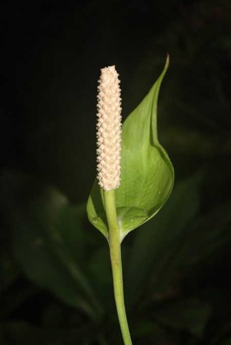 Spathiphyllum humboldtii