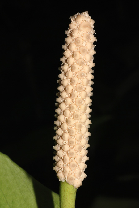 Spathiphyllum humboldtii