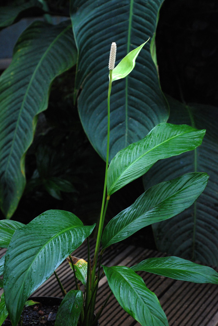 Spathiphyllum humboldtii