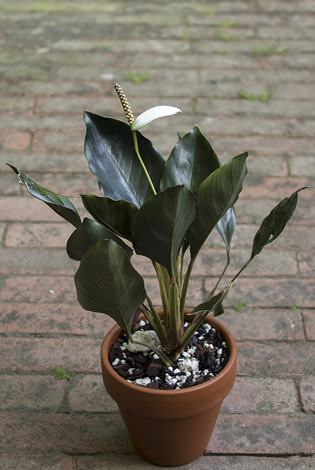 Spathiphyllum ivanportillae