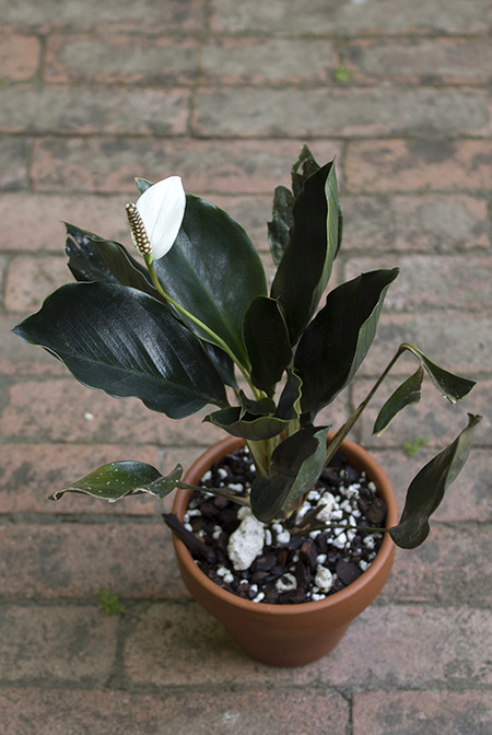 Spathiphyllum ivanportillae