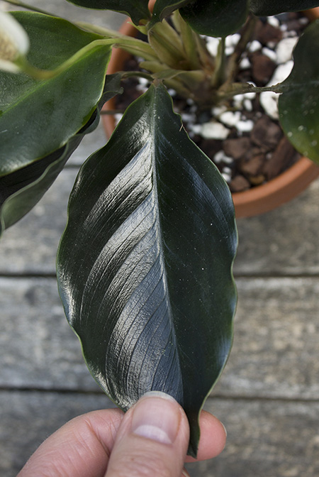 Spathiphyllum ivanportillae