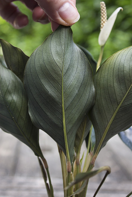 Spathiphyllum ivanportillae