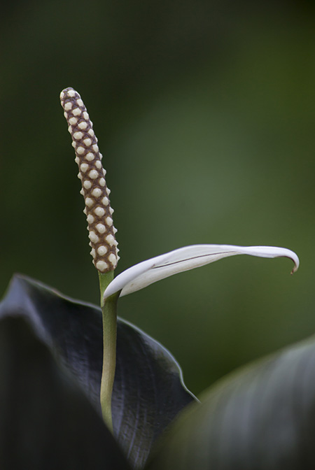 Spathiphyllum ivanportillae