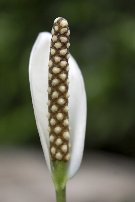 Spathiphyllum ivanportillae