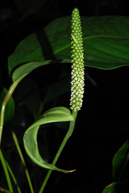 Spathiphyllum juninense