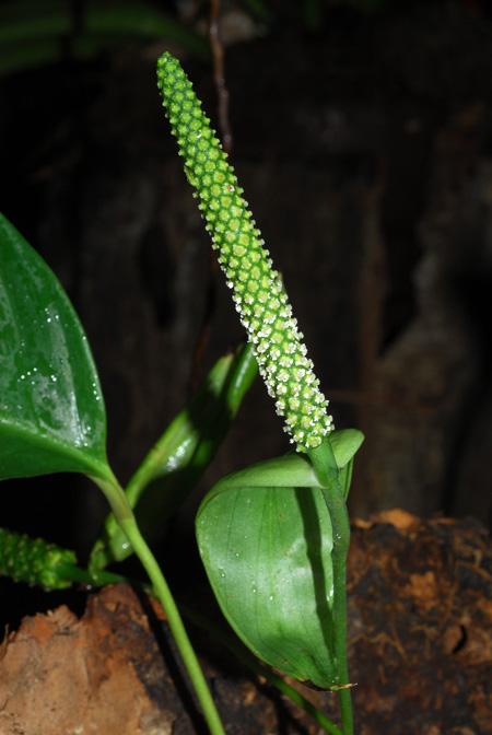 Spathiphyllum juninense