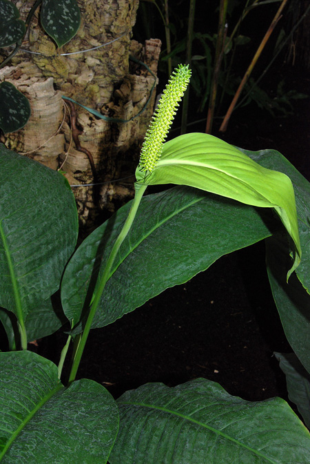 Spathiphyllum lanceifolium