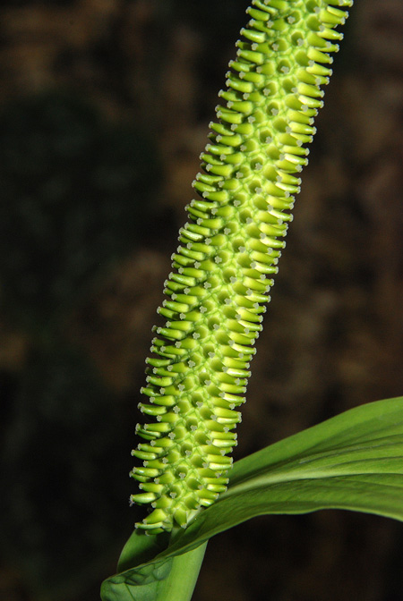 Spathiphyllum lanceifolium