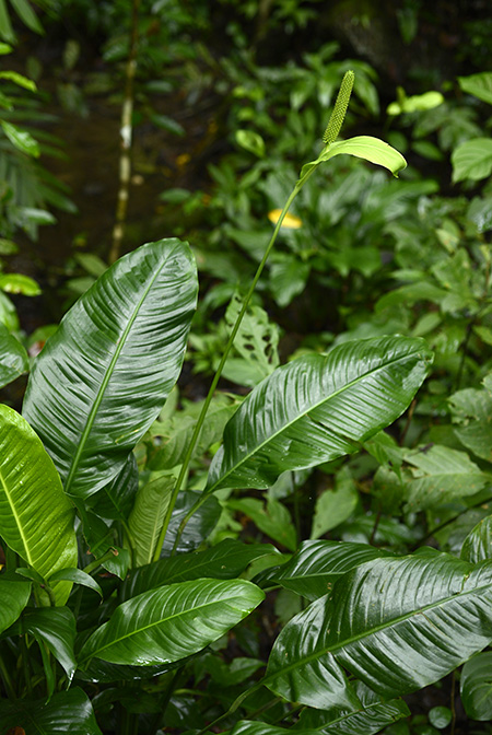 Spathiphyllum matudae