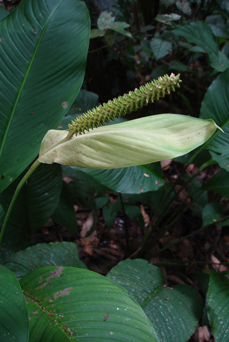 Spathiphyllum matudae