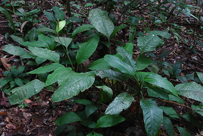 Spathiphyllum matudae
