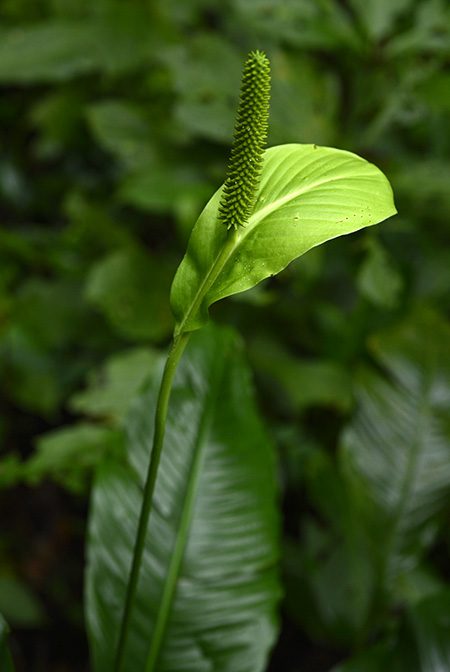 Spathiphyllum matudae