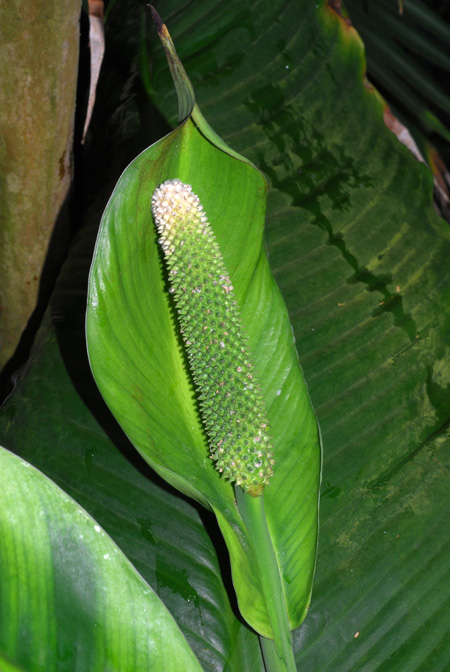 Spathiphyllum ortgiesii