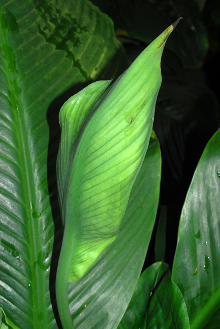 Spathiphyllum ortgiesii