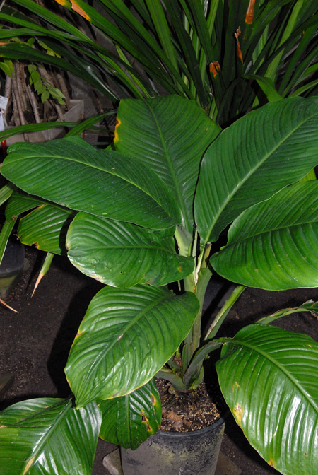 Spathiphyllum ortgiesii
