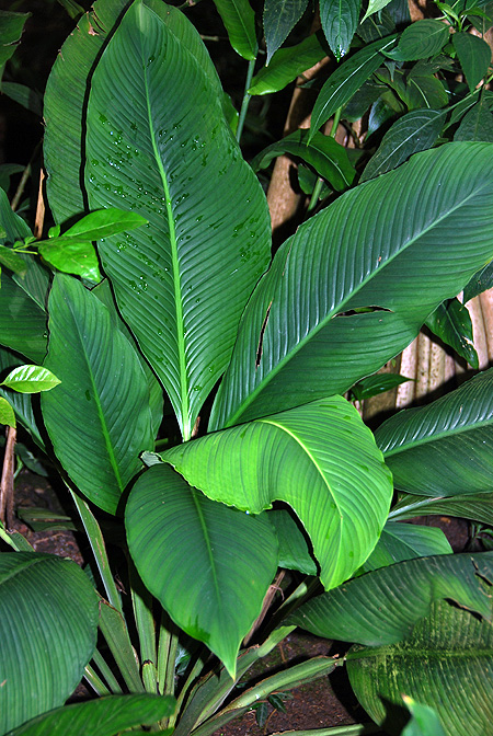 Spathiphyllum ortgiesii
