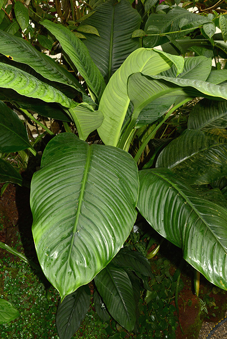 Spathiphyllum ortgiesii