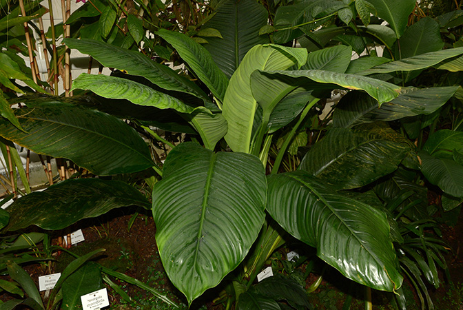 Spathiphyllum ortgiesii