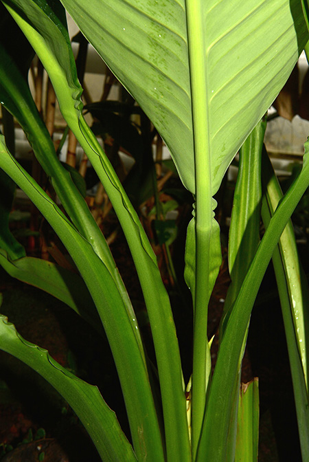 Spathiphyllum ortgiesii