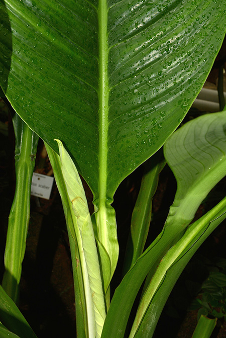 Spathiphyllum ortgiesii