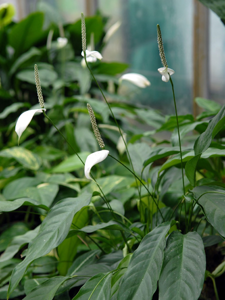 Spathiphyllum patinii