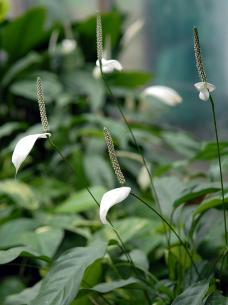 Spathiphyllum patinii
