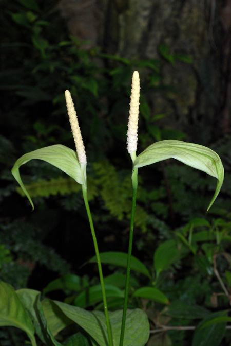 Spathiphyllum silvicola