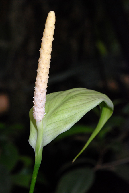Spathiphyllum silvicola