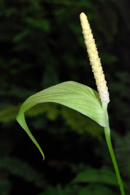 Spathiphyllum silvicola