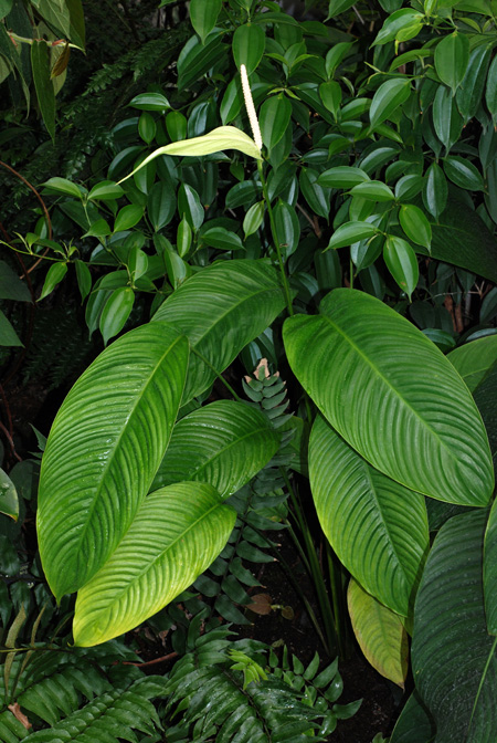 Spathiphyllum silvicola