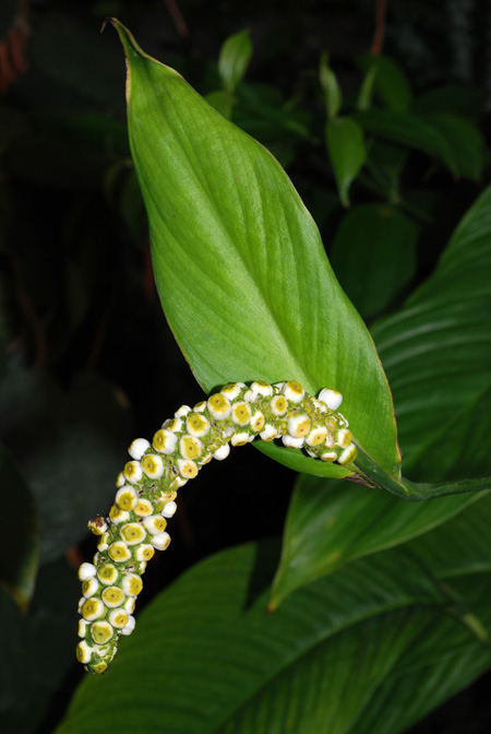 Spathiphyllum silvicola