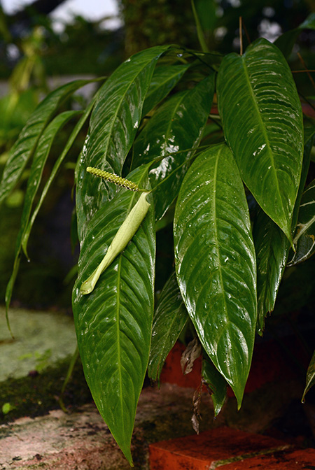 Spathiphyllum tenerum