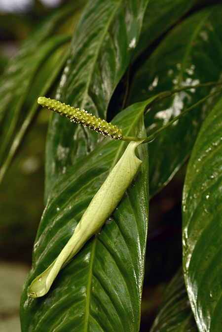 Spathiphyllum tenerum