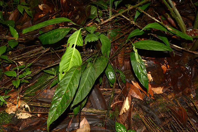 Spathiphyllum tenerum