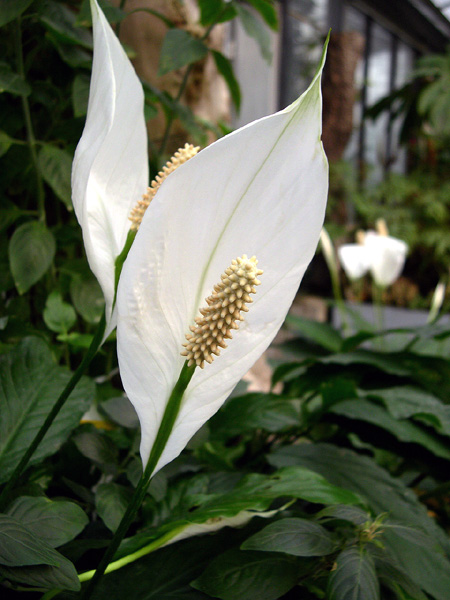 Spathiphyllum wallisii